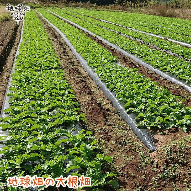 鹿児島県産 天日干し 切干大根 50g 2p 計100g メール便送料無料 化学肥料 農薬不使用 有機大根 切り干し大根 干し大根 乾燥大根 するめやさい Kag Kiriboshi 2p 地球畑 通販 Yahoo ショッピング