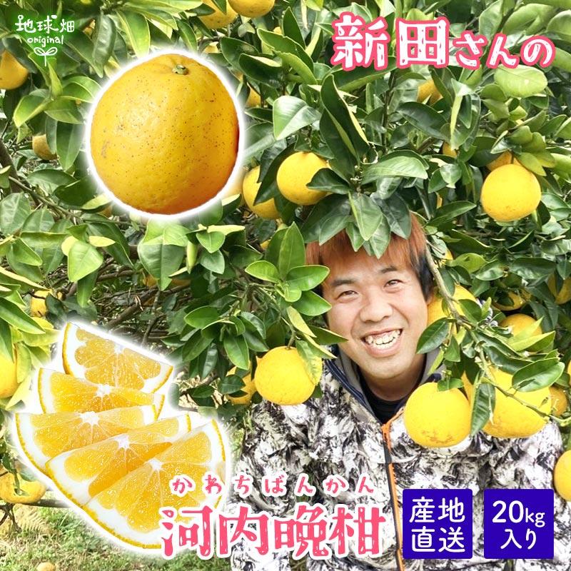 完売 新田さんの河内晩柑 20kg 特別栽培 化学肥料・除草剤不使用 熊本