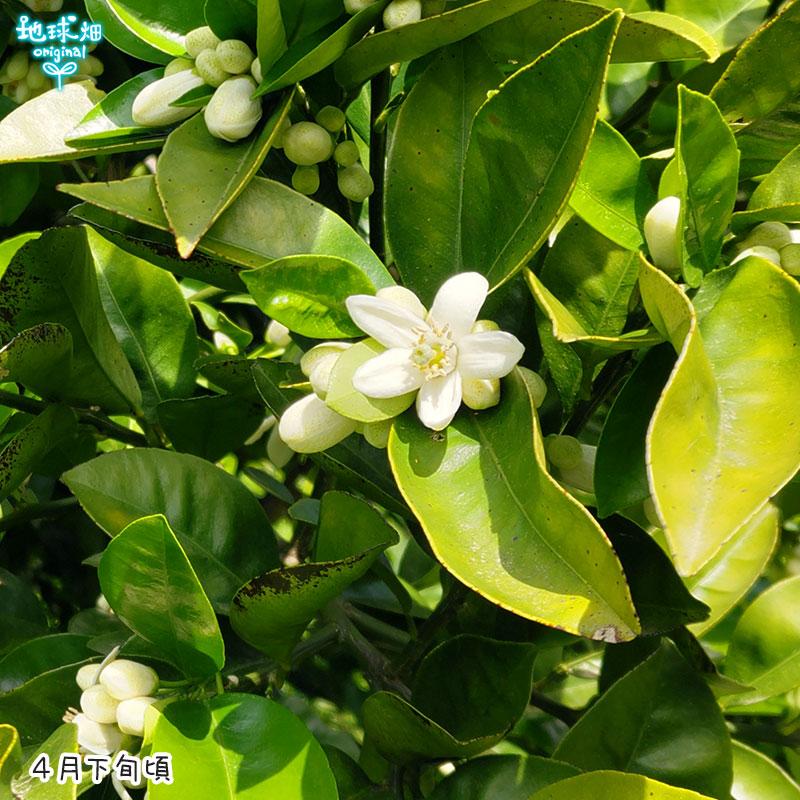 河内晩柑 4kg 特別栽培 化学肥料・除草剤不使用 熊本県産 鹿児島県産 ふぞろい 中晩柑 夏文旦 美生柑 和製グレープフルーツ かわちばんかん 発送期間3月末〜6月｜chikyubatake｜04