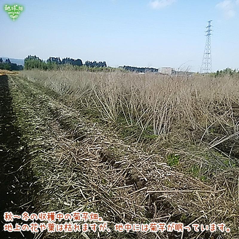 菊芋 2kg 有機栽培 宮崎県産 鹿児島県産 化学肥料 農薬不使用 無農薬 有機jas 血糖値 オリゴ糖 きくいも キクイモ 生 発送期間12月 1月 Kikuimo 1kg 地球畑 通販 Yahoo ショッピング