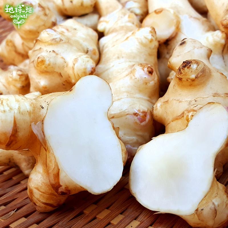 菊芋コーヒーふ〜 4g×12包×3袋 ティーパック (メール便送料無料