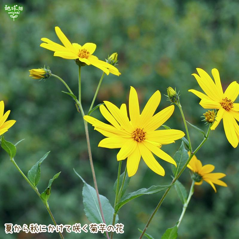 菊芋コーヒーふ 4g 12包 ティーパック メール便送料無料 キクイモ 鹿児島県産 きくいも茶 菊芋茶 島子農園 Kikuimo Coffeetb 地球畑 通販 Yahoo ショッピング