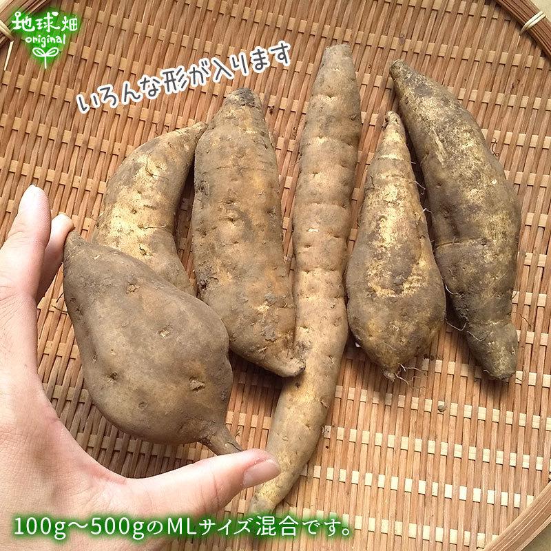 黄金千貫 9kg 有機栽培 鹿児島県産 土付き さつまいも 薩摩芋 サツマイモ からいも こがねせんがん 無農薬 オーガニック 業務用 まとめ買い 令和3年度産 Koganesengan 9kg 地球畑 通販 Yahoo ショッピング