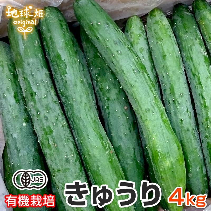 きゅうり 4kg 有機栽培 鹿児島県 冷蔵便 有機JAS キュウリ 胡瓜 きゅうり 4kg 有機栽培 鹿児島県 冷蔵便 有機JAS キュウリ 胡瓜
