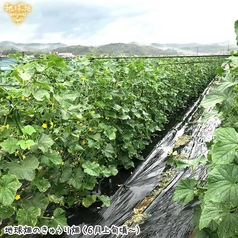 きゅうり 4kg 有機栽培 鹿児島県 熊本県 冷蔵便 有機JAS キュウリ 胡瓜