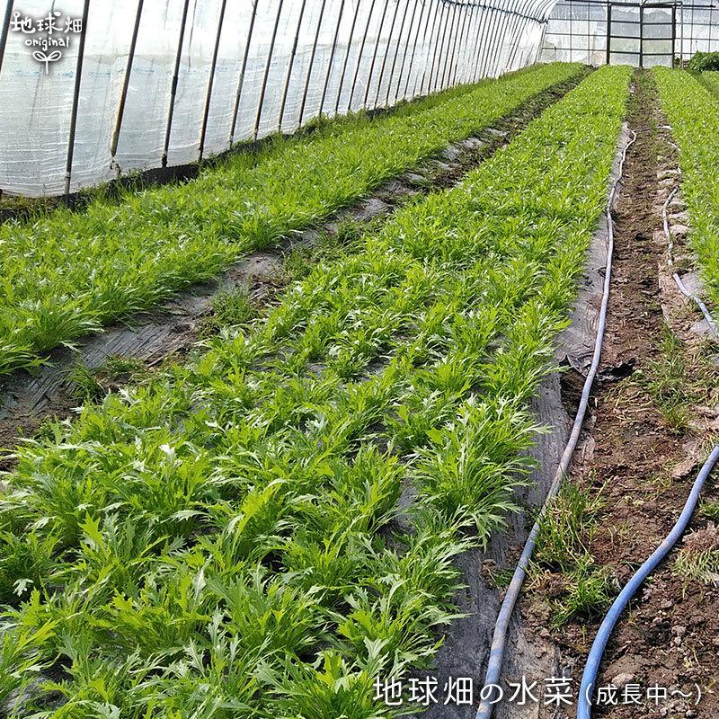 水菜 150g×10P 有機栽培 冷蔵便 送料無料 鹿児島県産 オーガニック