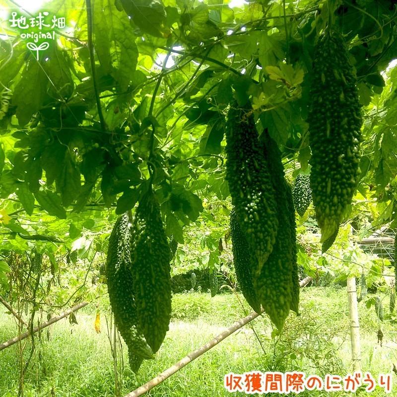 にがうり 有機栽培 8kg 鹿児島県 ゴーヤー 有機jas 農薬 化学肥料不使用 苦瓜 ニガウリ レイシ にがごり チャンプルー 無農薬 冷蔵便 Nigauri 8kg 地球畑 通販 Yahoo ショッピング