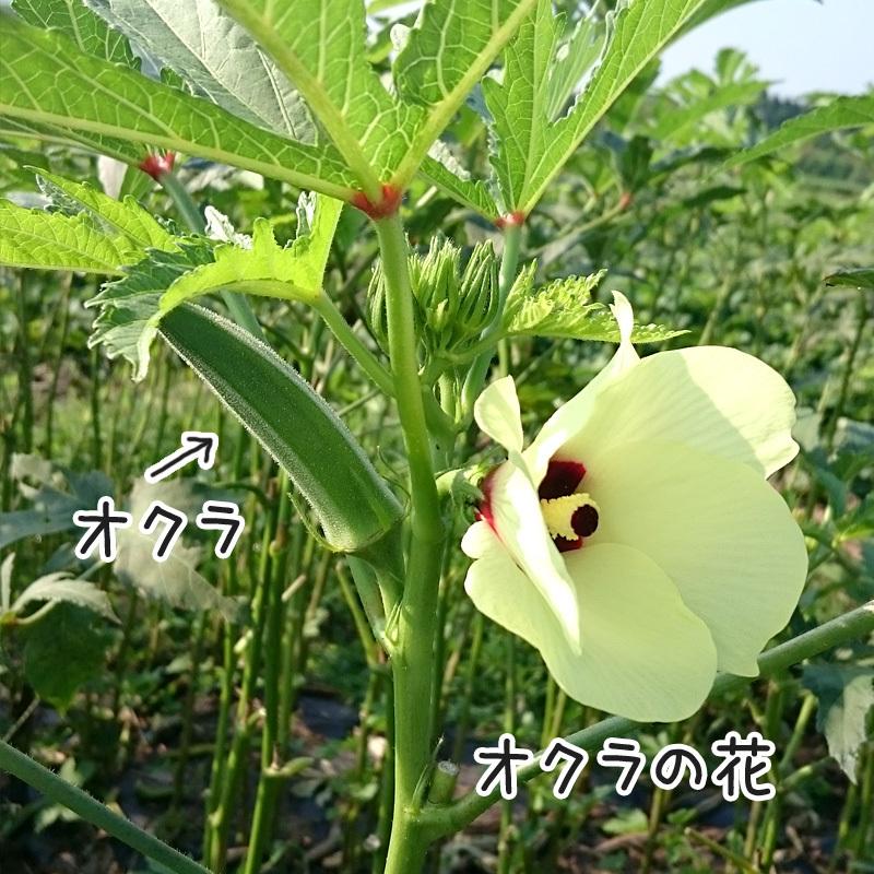 オクラ 1kg 有機栽培 鹿児島県産 有機jas 化学肥料 農薬不使用 おくら 生 ネバネバ おひたし 和え物 冷蔵便 無農薬 Okura 1kg 地球畑 通販 Yahoo ショッピング