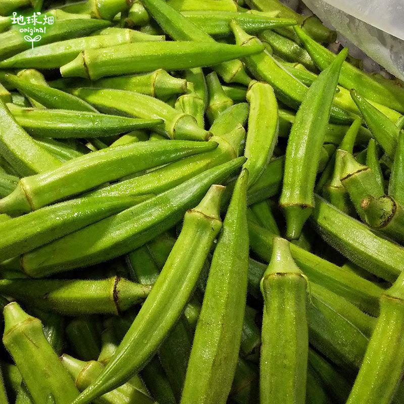 オクラ 3kg 有機栽培 鹿児島県産 有機JAS 化学肥料・農薬不使用 おくら