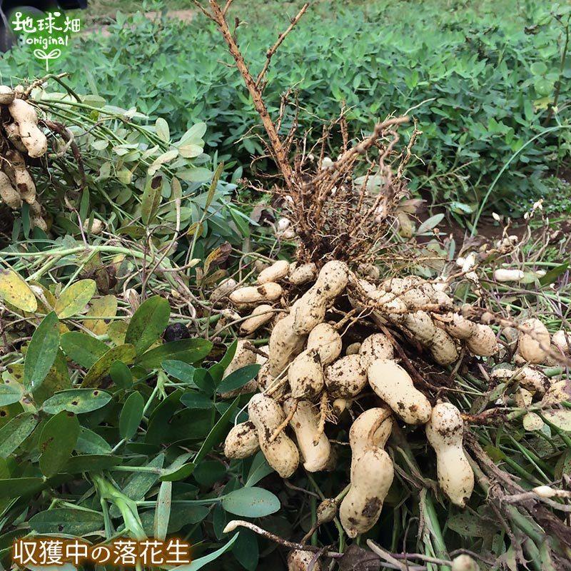 落花生 小粒 3kg 有機栽培 鹿児島県産 乾燥 生 らっかせい ピーナッツ なっつ 国産 Peanut おつまみ 無農薬 常温便 Rakkasei 3kg 地球畑 通販 Yahoo ショッピング