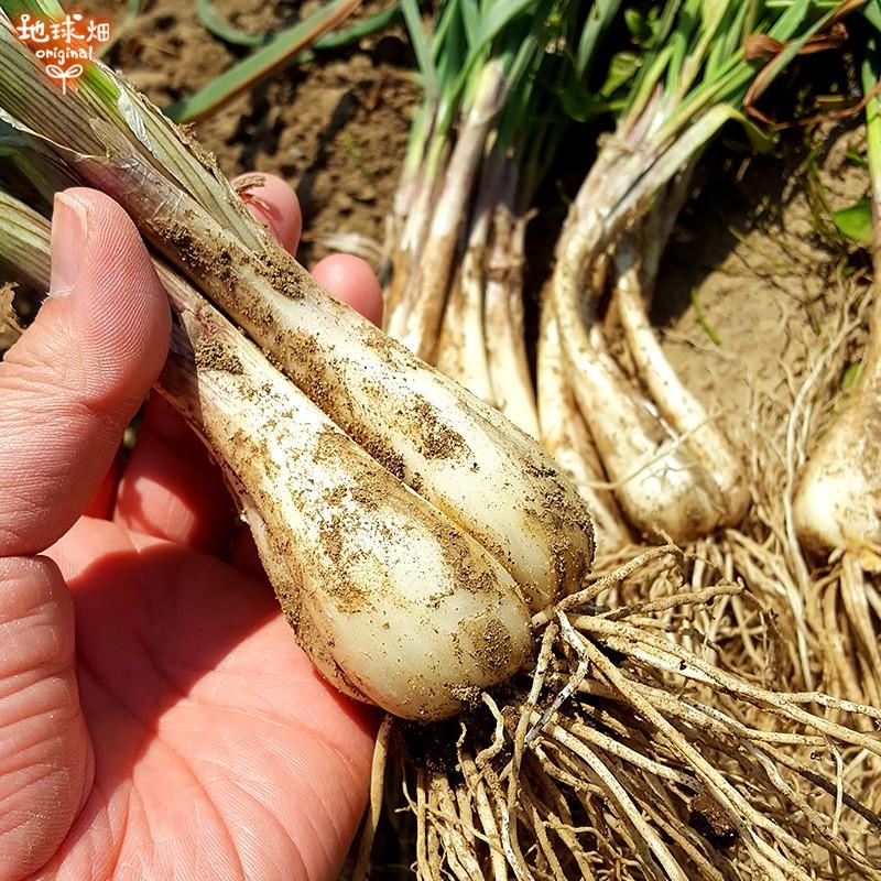 らっきょう 有機栽培 4kg 土付き 鹿児島県産 化学肥料 農薬不使用 国産 Jas認証 無農薬 大きさおまかせ ラッキョウ 辣韭 生 冷蔵便 Rakyo Jas 5kg 地球畑 通販 Yahoo ショッピング