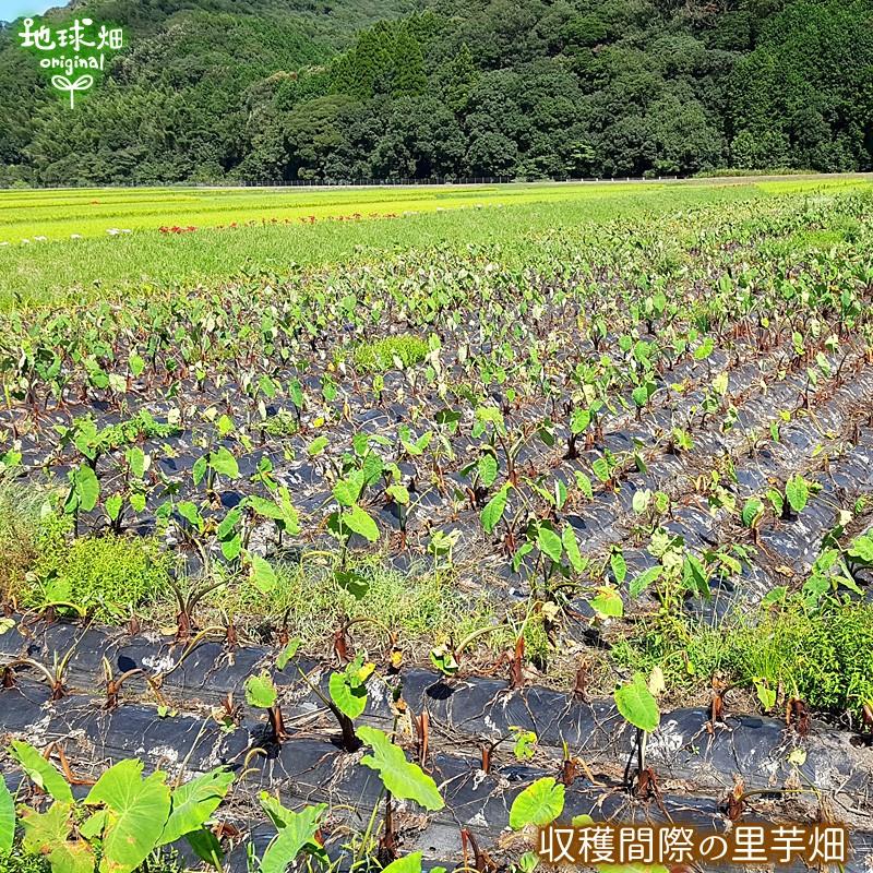 里芋 2kg 有機栽培 鹿児島県産 土付き さといも サトイモ 里いも オーガニック 無農薬 送料無料 冷蔵便 国産 Satoimo 2 地球畑 通販 Yahoo ショッピング