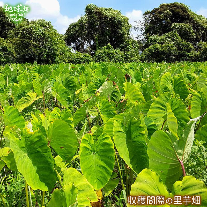 オーガニック さといも 2kg 有機栽培 里芋 鹿児島県産 宮崎県産 オーガニック さといも 2kg 有機栽培 里芋 鹿児島県産 宮崎県産