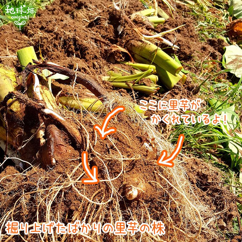 オーガニック さといも 2kg 有機栽培 里芋 鹿児島県産 宮崎県産 オーガニック さといも 2kg 有機栽培 里芋 鹿児島県産 宮崎県産