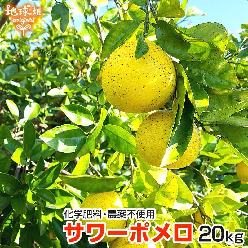 さかのぼりパール柑20kg さかのぼり様専用パール柑20kg 【公式通販】