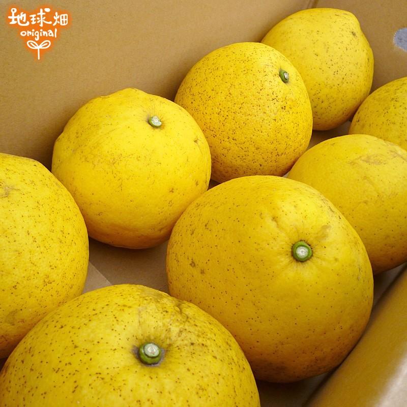 サワーポメロ 4kg 化学肥料・農薬不使用 パール柑 熊本県産 鹿児島県産