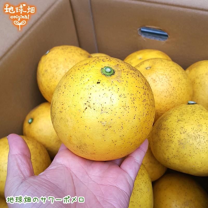 残りわずか サワーポメロ 7kg 化学肥料・農薬不使用 パール柑
