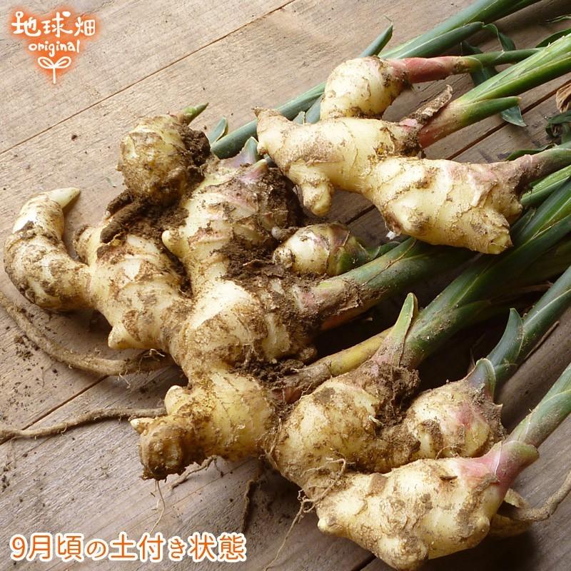 オーガニック 2025年産 新生姜 2kg 有機栽培 常温便 鹿児島県産 宮崎県