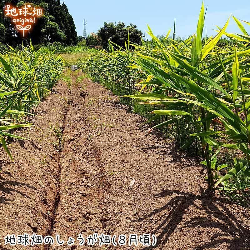 2025年9月以降発送 生姜 4kg 有機栽培 鹿児島県産 宮崎県産 農薬 2025年9月以降発送 生姜 4kg 有機栽培 鹿児島県産 宮崎県産 農薬