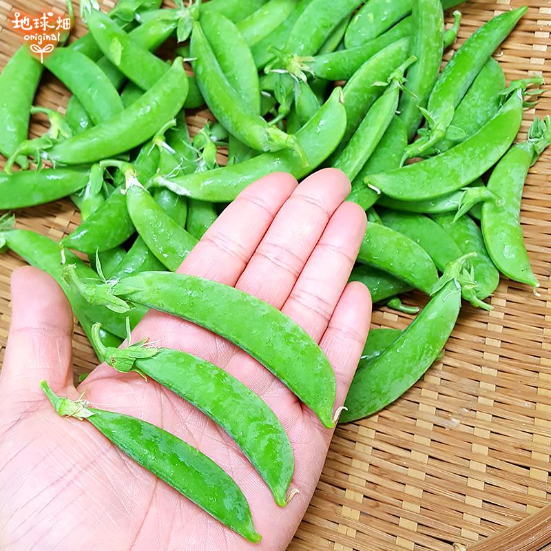 スナップエンドウ 2kg 化学肥料・農薬・除草剤不使用 鹿児島県産 えん