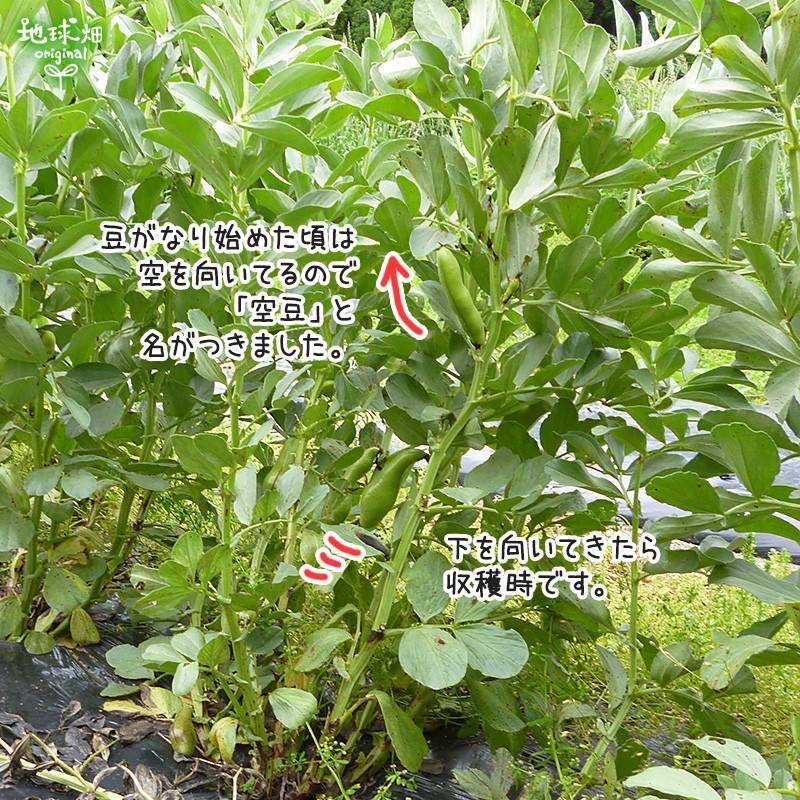 残りわずか そらまめ 4kg 鹿児島県産 農薬 化学肥料 除草剤不使用 そら豆 空豆 蚕豆 ソラマメ 冷蔵便 送料無料 発送期間5月中旬迄 Soramame 4 地球畑 通販 Yahoo ショッピング