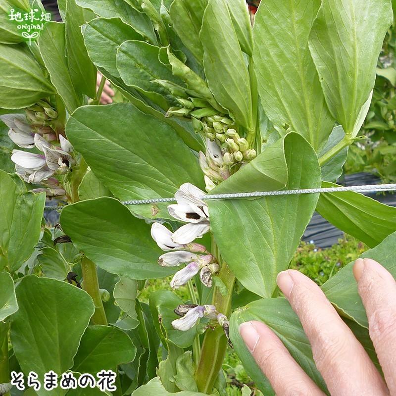 残りわずか そらまめ 7kg 鹿児島県産 農薬 化学肥料 除草剤不使用 そら豆 空豆 蚕豆 ソラマメ まとめ買い 業務用 冷蔵便 送料無料 発送期間5月中旬迄 Soramame 7 地球畑 通販 Yahoo ショッピング