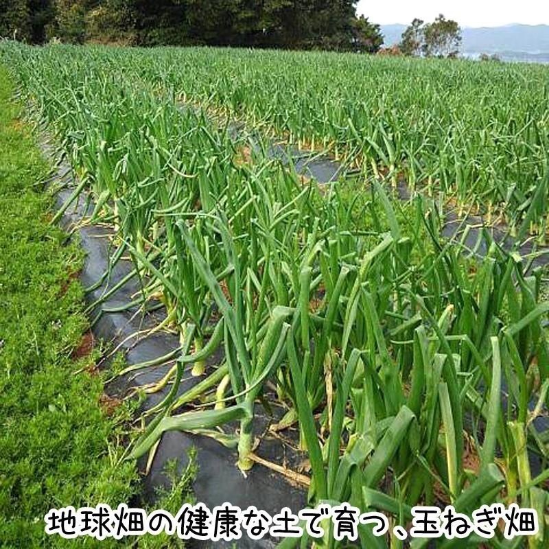 新たまねぎ 16kg 有機栽培 鹿児島県産 1個100〜400g タマネギ 玉葱 玉ねぎ 有機JAS オーガニック オニオン サラダ 生 常温便 発送期間4月〜6月の画像