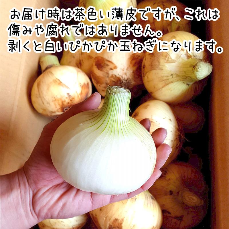 オーガニック 新たまねぎ 8kg 有機栽培 鹿児島県産 タマネギ オーガニック 新たまねぎ 8kg 有機栽培 鹿児島県産 タマネギ