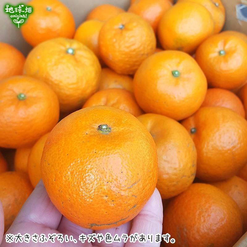 たんかん 8kg 化学肥料・除草剤・防腐剤不使用 屋久島 鹿児島県産 大きさおまかせ タンカン 短桶 桶柑 みかん タンゴール 特別栽培 2 ...