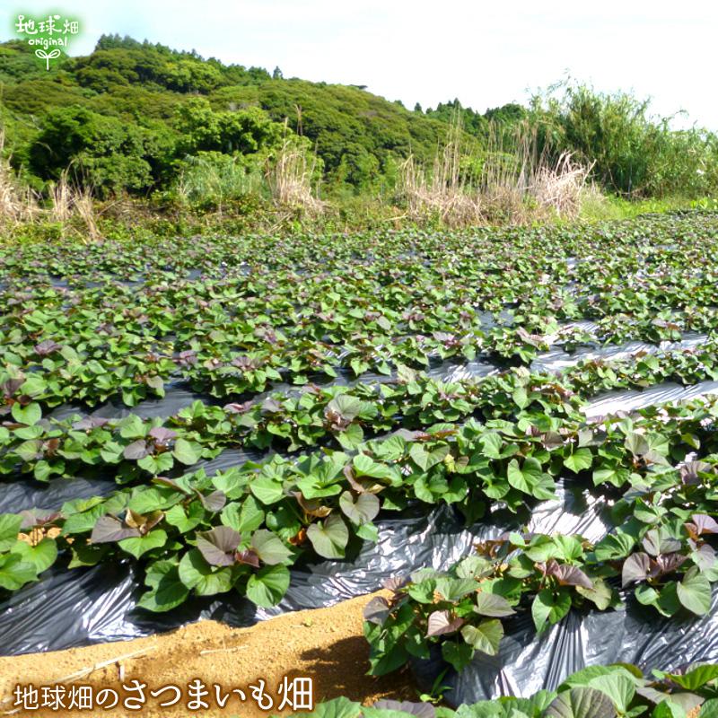 焼き芋 さつまいも 鹿児島県産 有機安納芋（400g×20袋）Sサイズ ひとくちサイズ 冷凍焼き芋 有機栽培 やきいも 焼芋 冷凍便 まとめ買いの画像