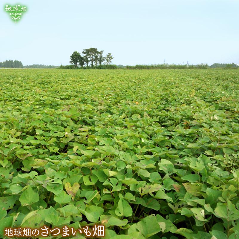 焼き芋 さつまいも 鹿児島県産 有機紅はるか（400g×20袋）Sサイズ 小ぶり 冷凍焼き芋 有機栽培 焼芋 サツマイモ まとめ買い 業務用 やきいもの画像