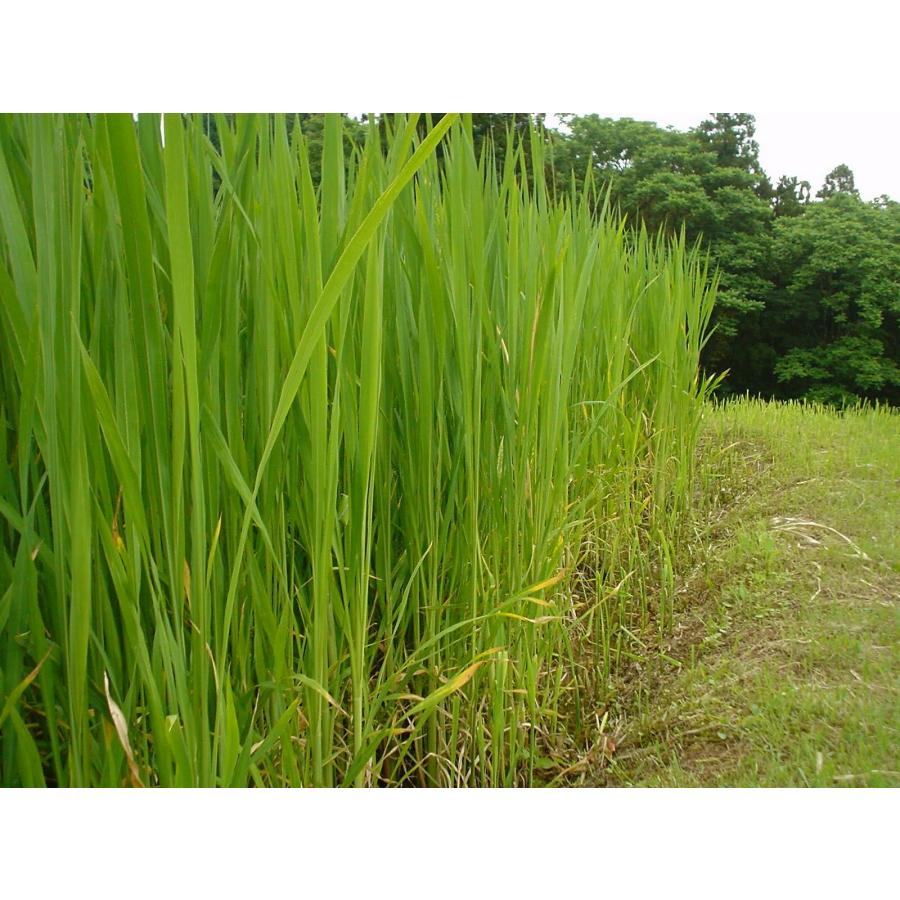 マコモ 190g 2個入 まこも リバーヴ マコモパウダー : 地球元気村GOLA