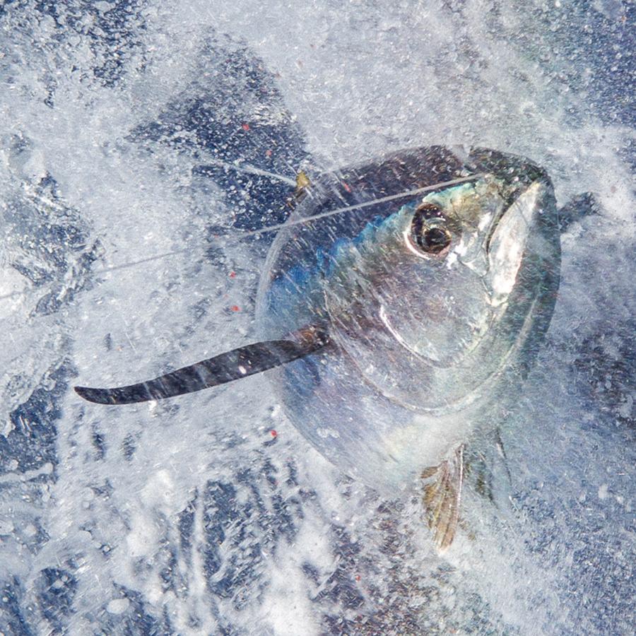 焼津 海の極 太平洋 マグロ まるごと 一匹 20kg 巨大鮪 マル 冷凍 びん