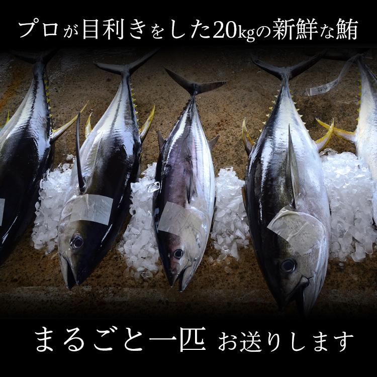 焼津 海の極 太平洋 マグロ まるごと 一匹 20kg 巨大鮪 マル 冷凍 びん