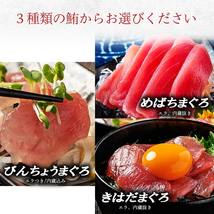 焼津 海の極 太平洋 マグロ まるごと 一匹 20kg 巨大鮪 マル 冷凍 びん