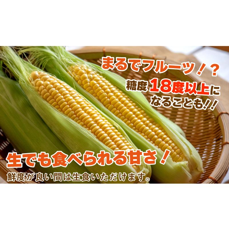 GOLD RUSH（ゴールドラッシュ） とうもろこし M〜2L混合 20本入り