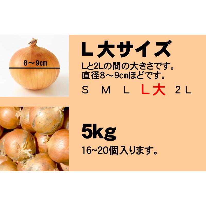 北海道産 たまねぎ 5kg Ｌ大サイズ 送料無料 タマネギ 玉ねぎ 玉葱 玉ネギ｜chispo｜03