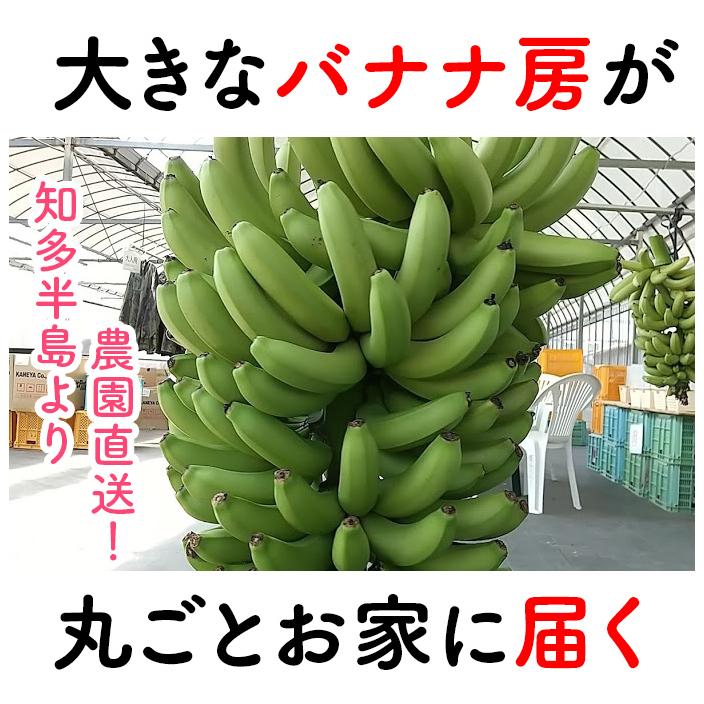 大きなバナナの房、丸ごとそのままお届け