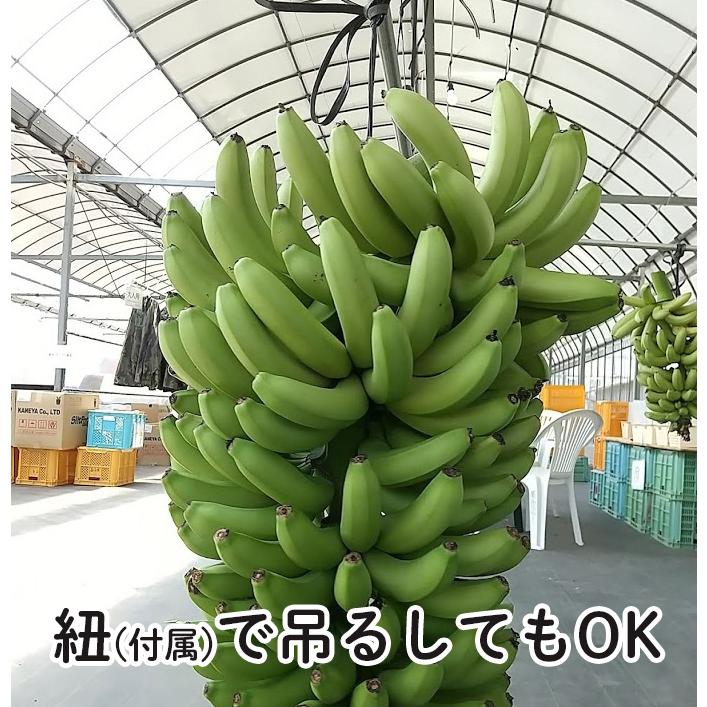 大きなバナナの房、丸ごとそのままお届け 