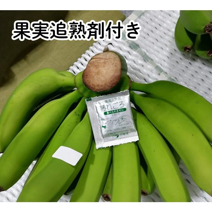 大きなバナナの房、丸ごとそのままお届け 