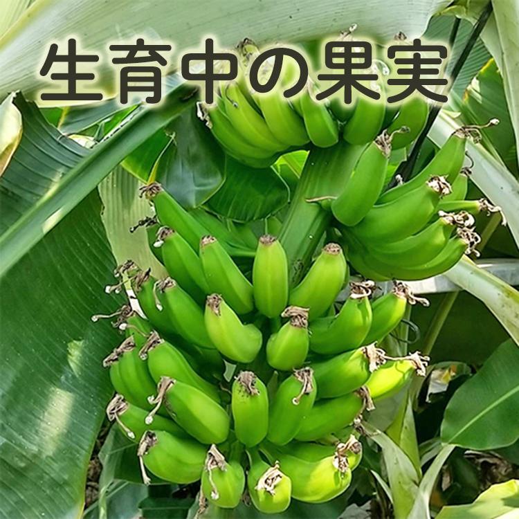 バナナ苗 アップルバナナ苗 (マッサン) : ちたフルーツ バナナ苗 アップルバナナ苗 (マッサン) : ちたフルーツ