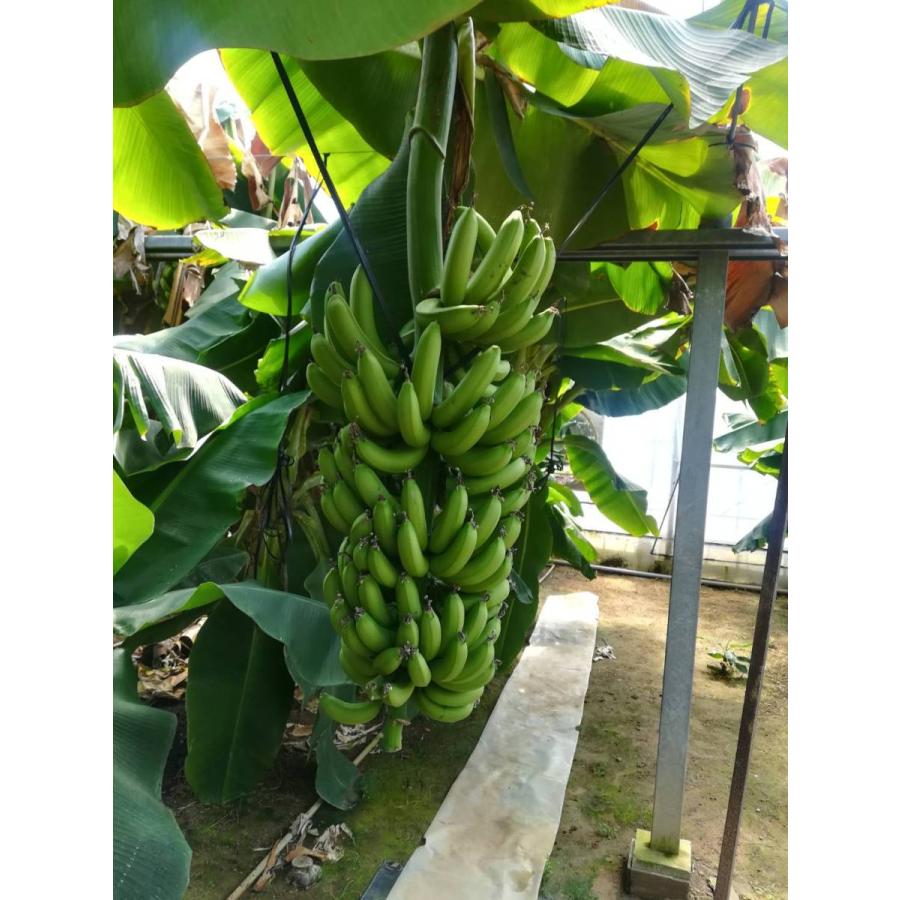 ドワーフキャベンディッシュバナナ苗 : ちたフルーツビレッジ - 通販