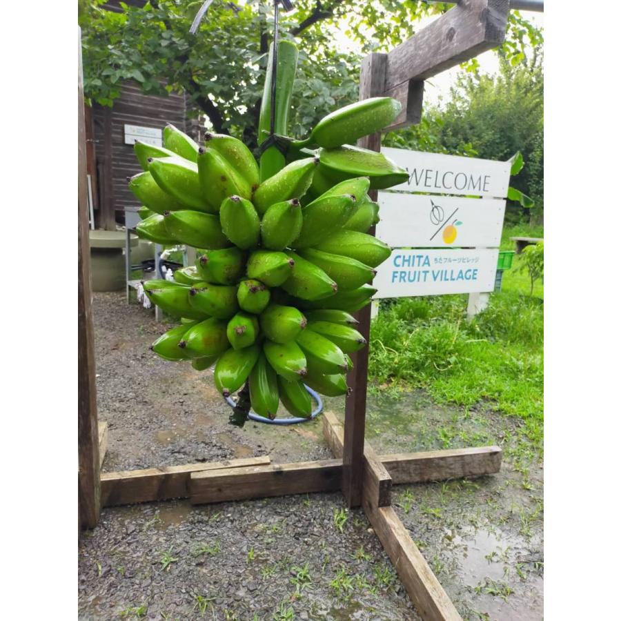 バナナ苗木 hanahirobaonline_banana-