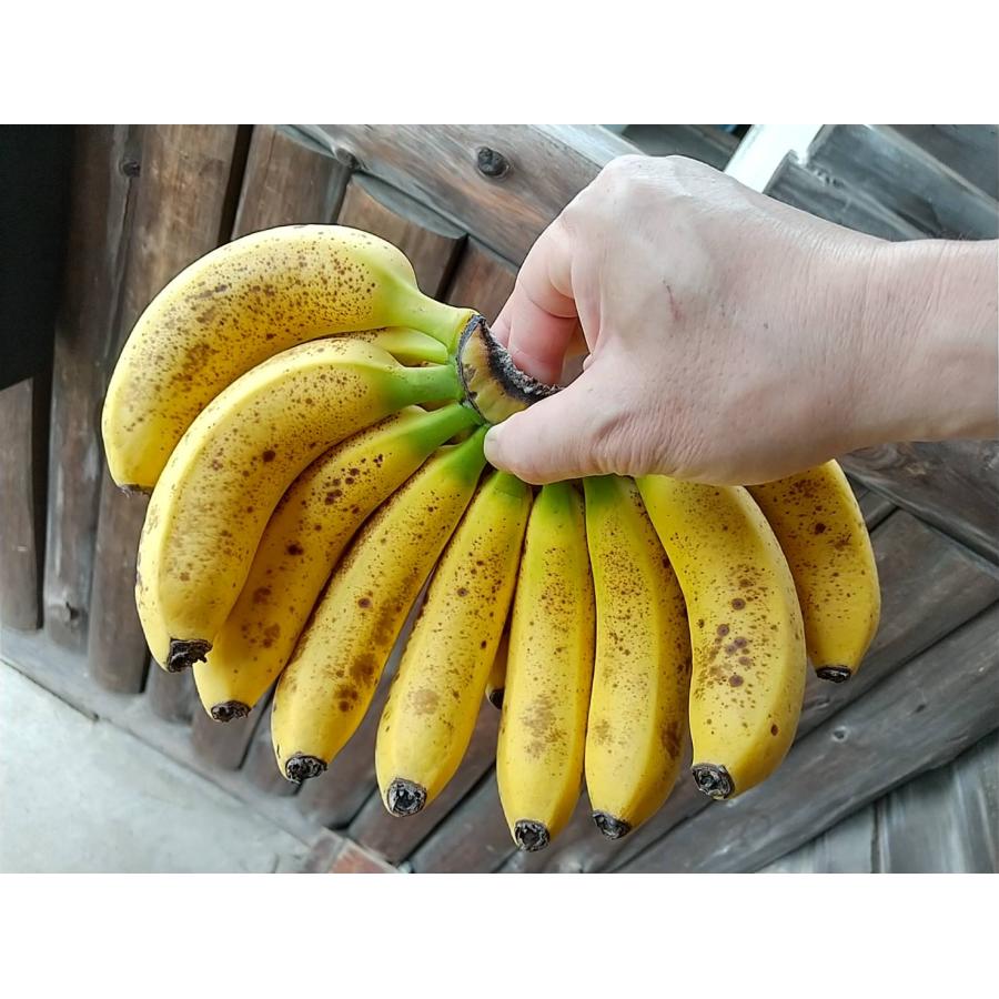 北蕉バナナ苗 （台湾バナナ品種） : ちたフルーツビレッジ