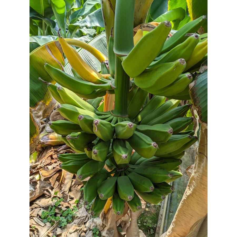 220cm、バナナ苗=ドワーフ・ブラジルアップル。早期収穫用◆心躍る濃厚糖度酸味 220cm、バナナ苗=ドワーフ・ブラジルアップル。早期収穫用◇心