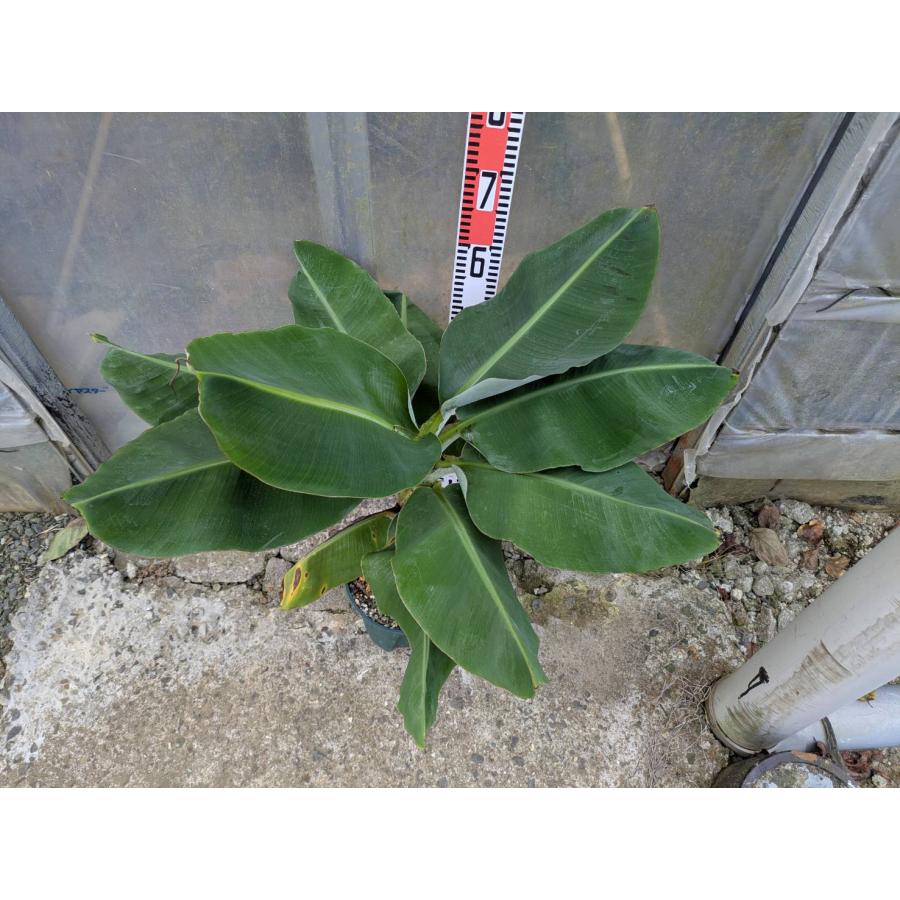 コウジ バナナ苗 Yahoo!オークション - 送料無料 Kluai Lep Chang Kut バナナ苗