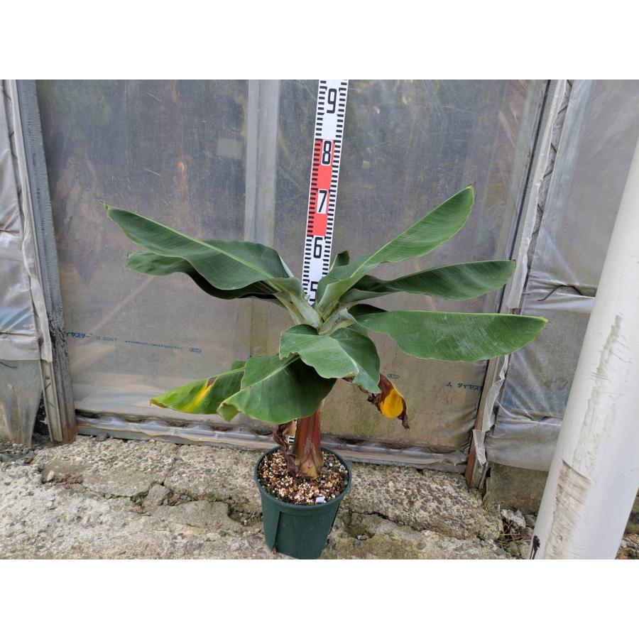 レアバナナ苗 Musa Dwarf Maoli(ドワーフマオリ) 株分け苗 レアバナナ苗 Musa Dwarf Maoli(ドワーフマオリ) 株分け苗
