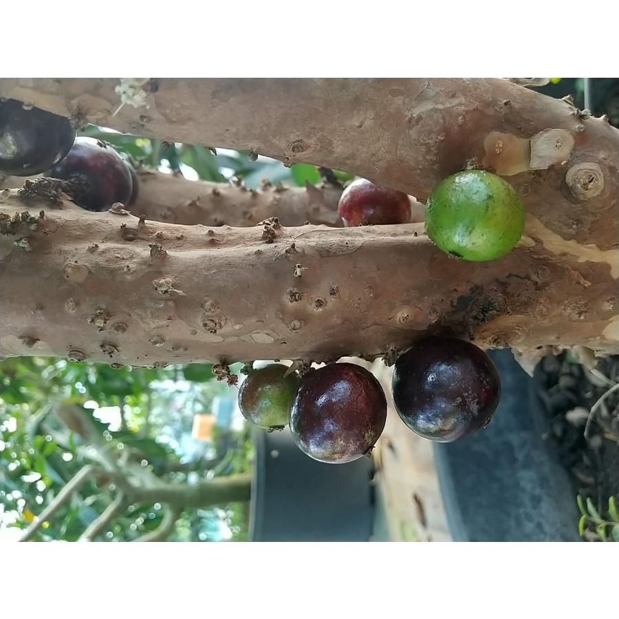 ジャボチカバ 苗木 3年以上経過まあまあ大物 7号20cmスリット鉢