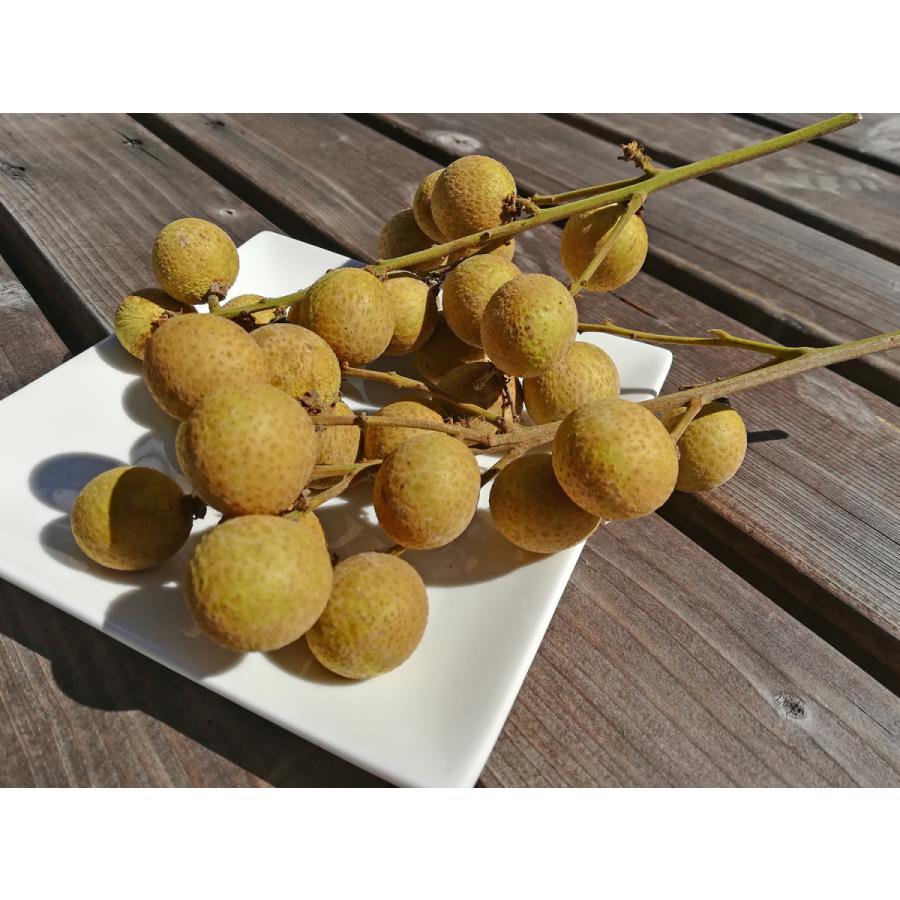 竜眼苗（ロンガン、リュウガン、龍眼）取木苗 : ちたフルーツ