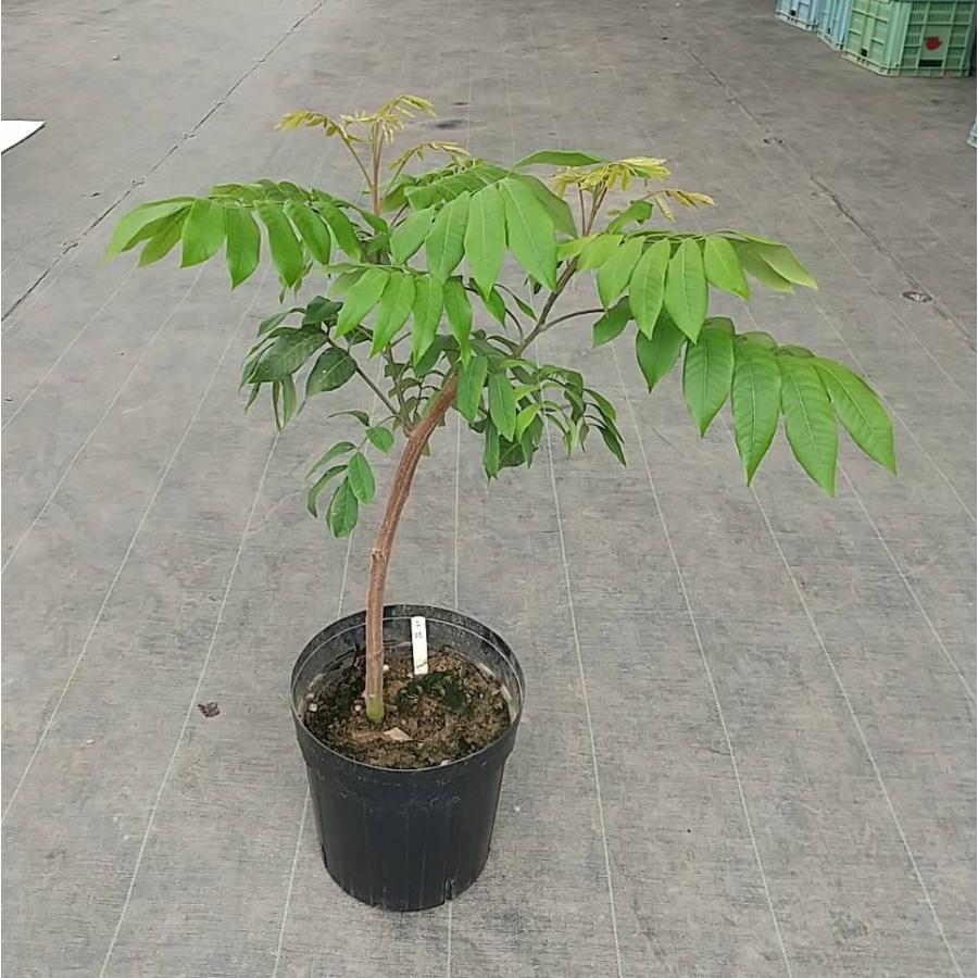 希少　特大　実付き！台湾竜眼取木苗木　ロンガン苗 龍眼苗 りゅうがん苗 竜眼 取木苗 品種「福眼（福龍眼）」（ロンガン、リュウガン、龍眼